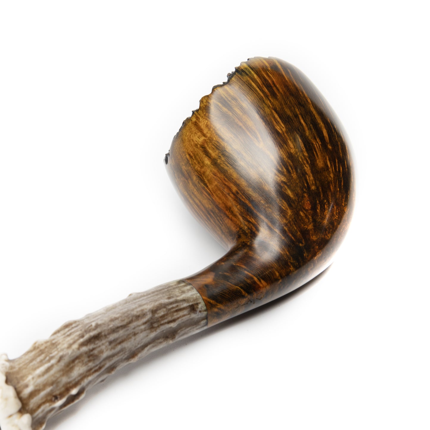 Acorn