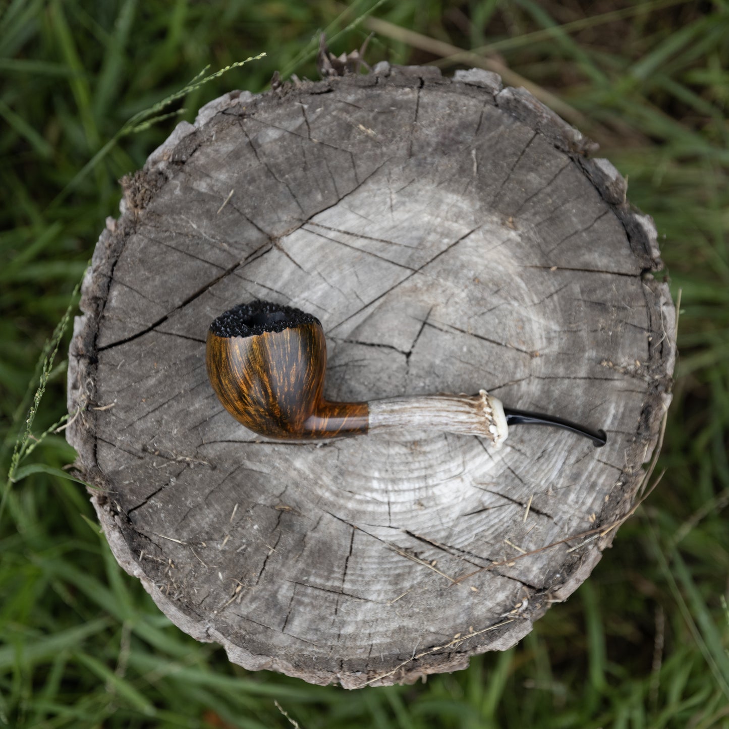 Acorn